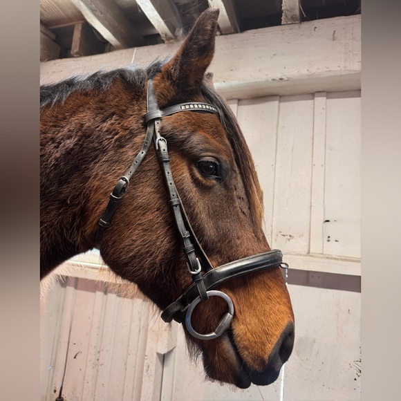 Black dressage schooling bridle, Full size crown Kieffer, Vespucci brow band - Picture 8 of 8
